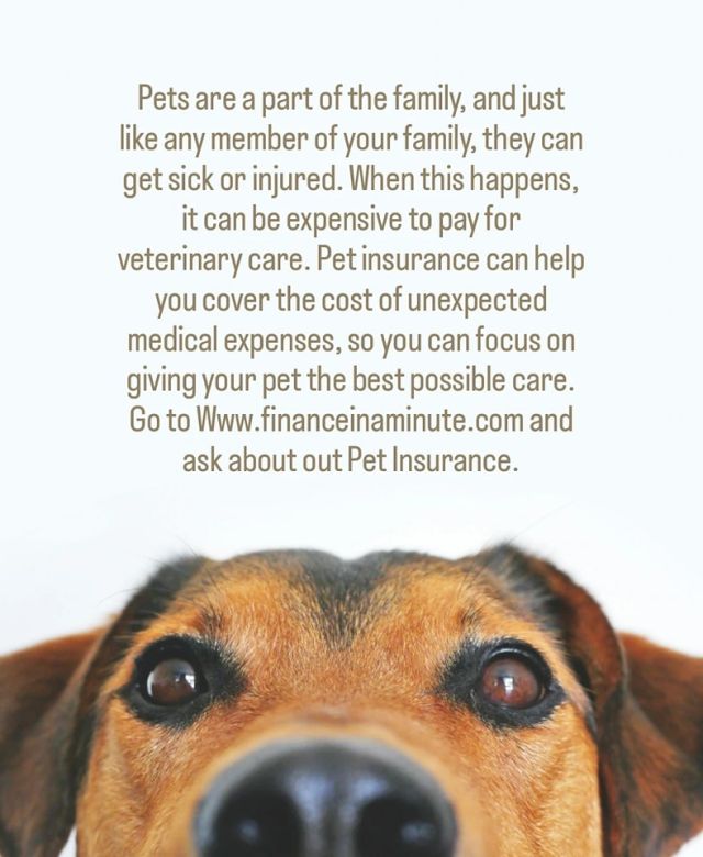 Send us a message to ask about our PET INSURANCE 🐾